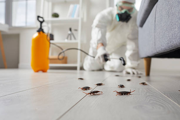 Commercial Rodent Management in Kyle
